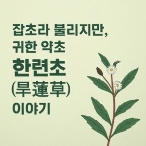 잡초라 불리지만, 귀한 약초 한련초(旱蓮草)